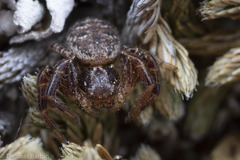 Spiracme nigromaculata