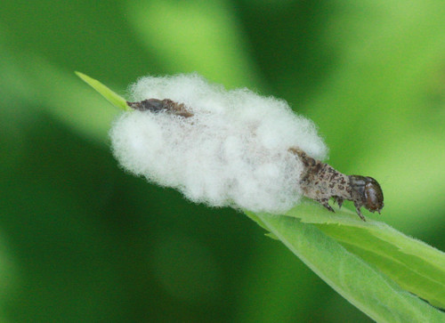 Braconidae