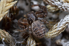 Spiracme nigromaculata