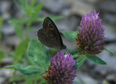 Lasiommata