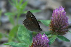 Lasiommata