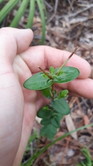 Hypericum crux-andreae