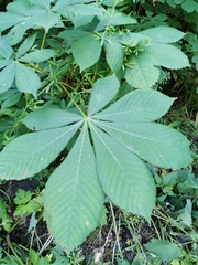 Aesculus hippocastanum