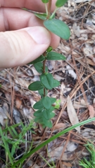 Hypericum crux-andreae