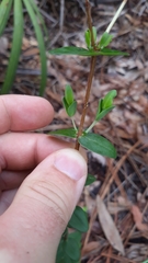 Hypericum crux-andreae