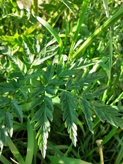 Anthriscus sylvestris