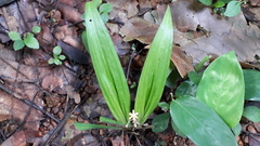 Curculigo orchioides