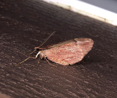 Stamnoctenis pearsalli