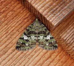 Hydriomena speciosata