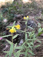 Lithospermum multiflorum