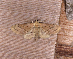 Eupithecia longipalpata