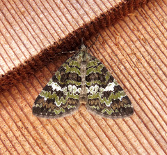 Hydriomena speciosata