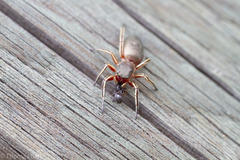 Tutelina similis