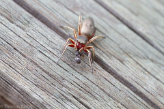 Tutelina similis