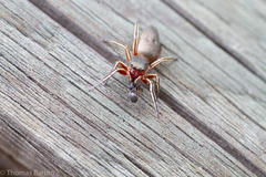 Tutelina similis