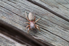 Tutelina similis