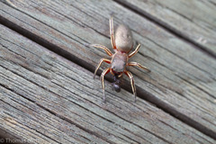 Tutelina similis