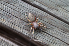 Tutelina similis