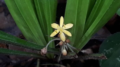 Curculigo orchioides