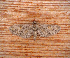 Eupithecia graefii
