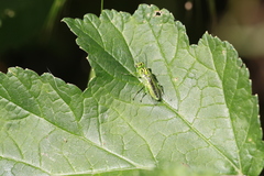 Rhogogaster chlorosoma