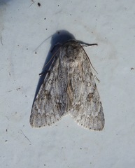 Acronicta americana