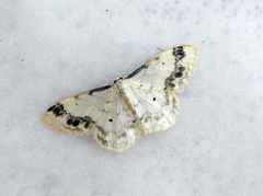 Idaea trigeminata