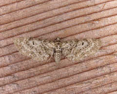 Eupithecia harrisonata