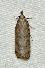 Dichomeris inversella