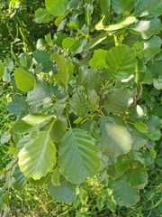 Alnus glutinosa