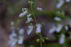 Collinsia linearis