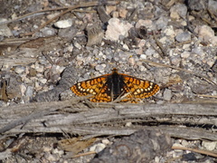 Euphydryas anicia capella