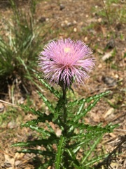 Cirsium repandum