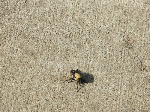 Cuterebra abdominalis photo 5