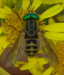 Silvius variegatus