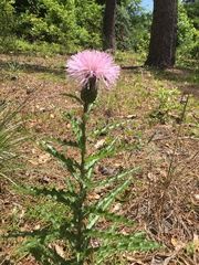 Cirsium repandum
