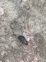Carabina