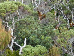 Pseudopanax linearis
