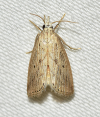 Diatraea crambidoides