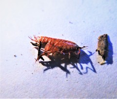 Talitroides topitotum