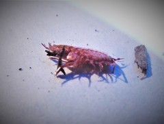 Talitroides topitotum