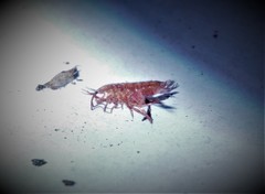 Talitroides topitotum