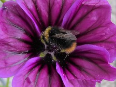 Bombus pratorum