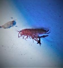 Talitroides topitotum