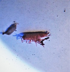 Talitroides topitotum