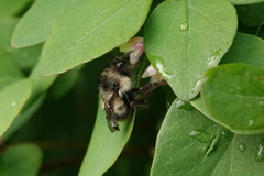 Bombus mixtus