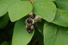 Bombus mixtus