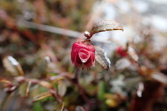 Gaultheria macrostigma