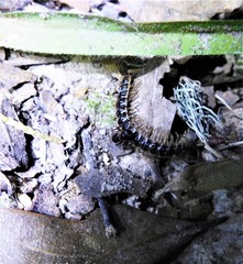 Poneracantha triangularis