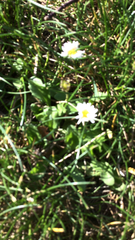 Bellis perennis